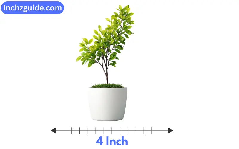 Small Plant Pot Diameter