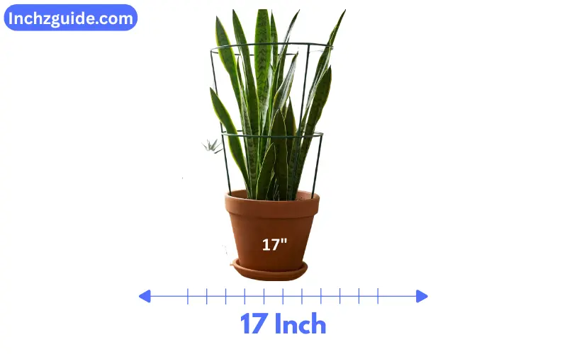 How Long is 17 inches